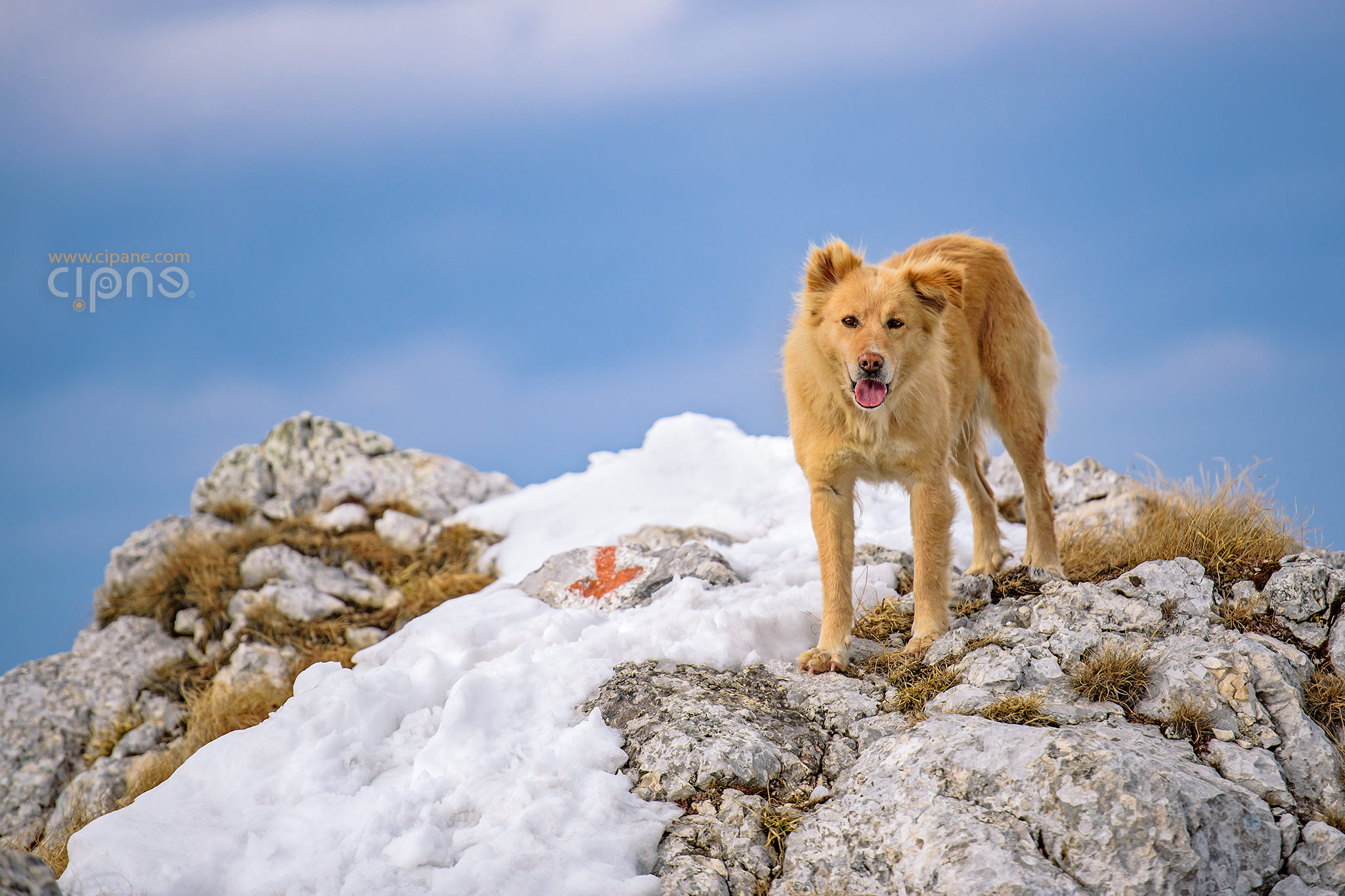 The secret life of dogs