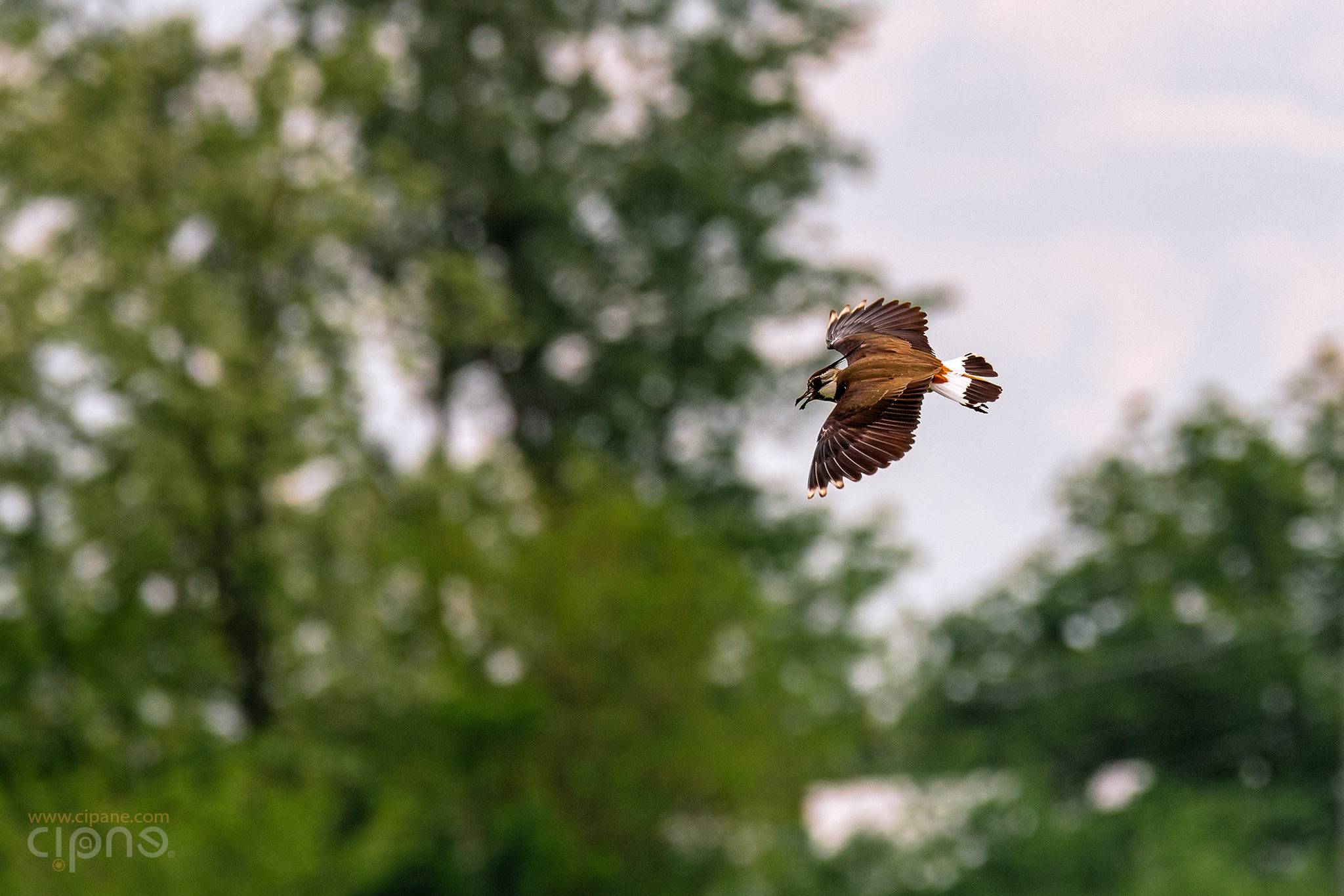 Fly like an eagle