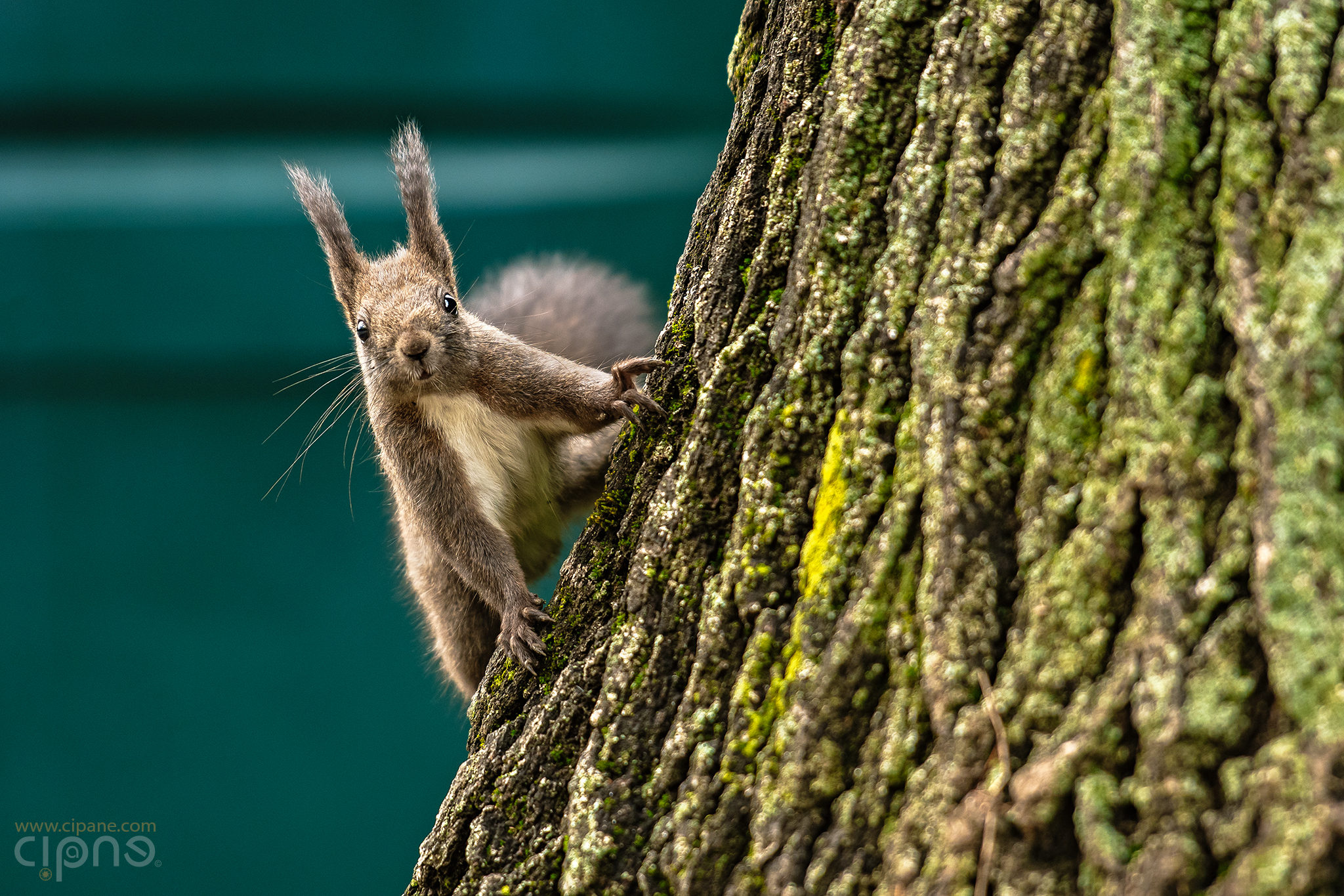 Did someone say ”Nuts!”? I am!