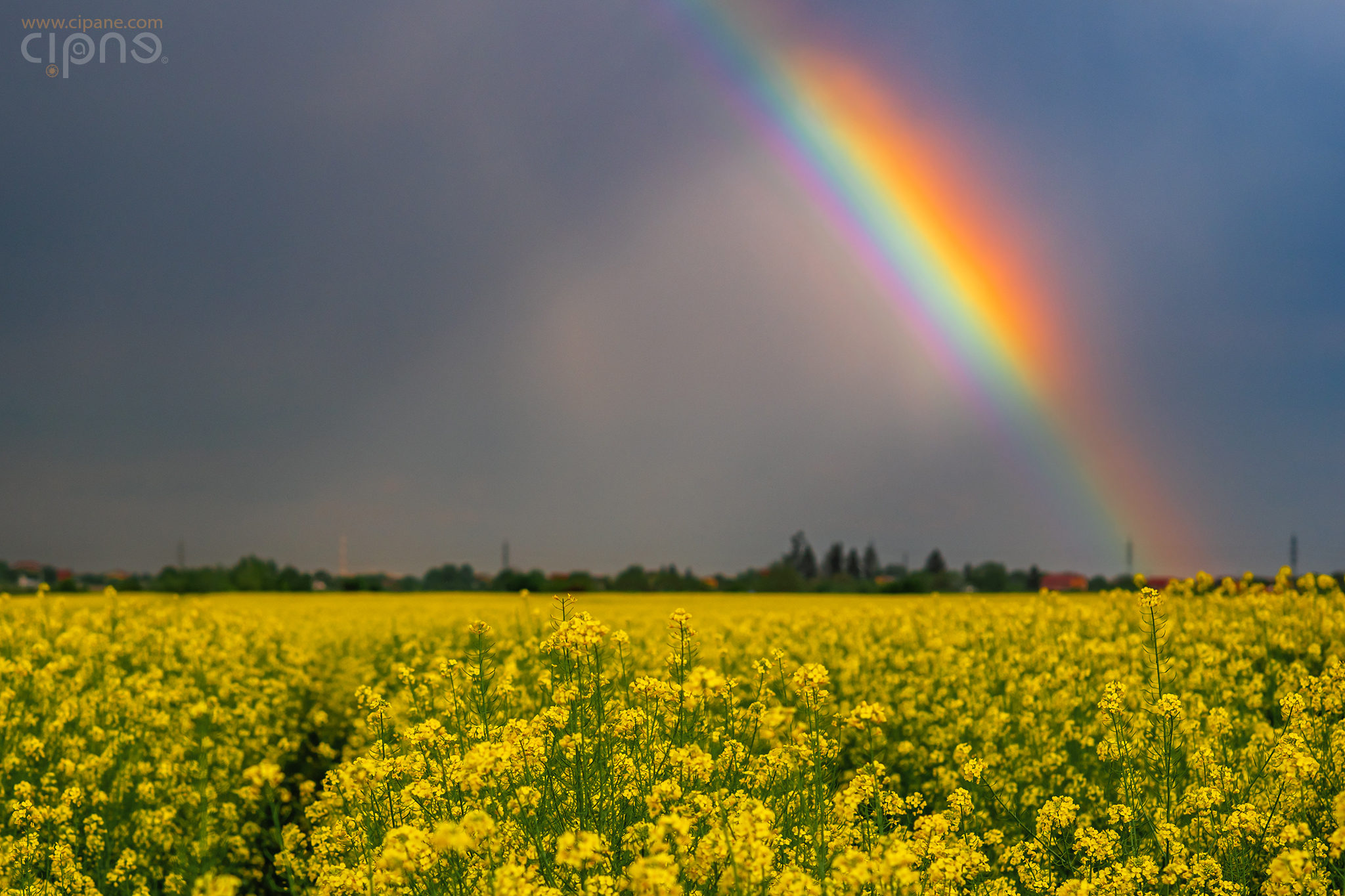 Come taste the rainbow