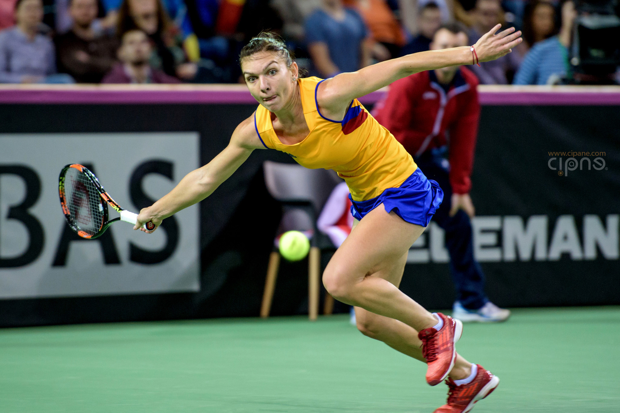 FedCup - România-Cehia - Simona Halep vs. Karolina Pliskova - 6 februarie 2016 - Sala Polivalentă, Cluj-Napoca