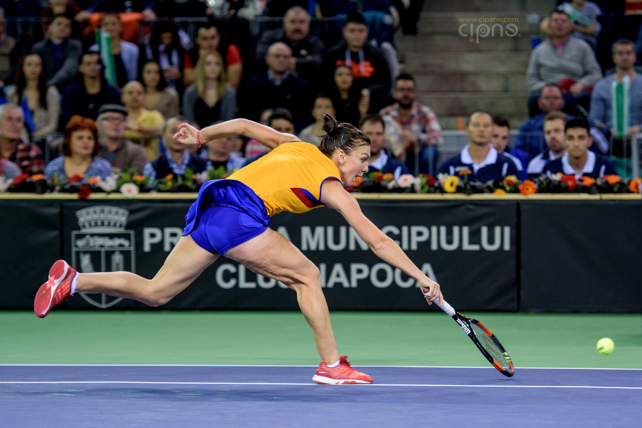 FedCup - România-Cehia - Simona Halep vs. Karolina Pliskova - 6 februarie 2016 - Sala Polivalentă, Cluj-Napoca