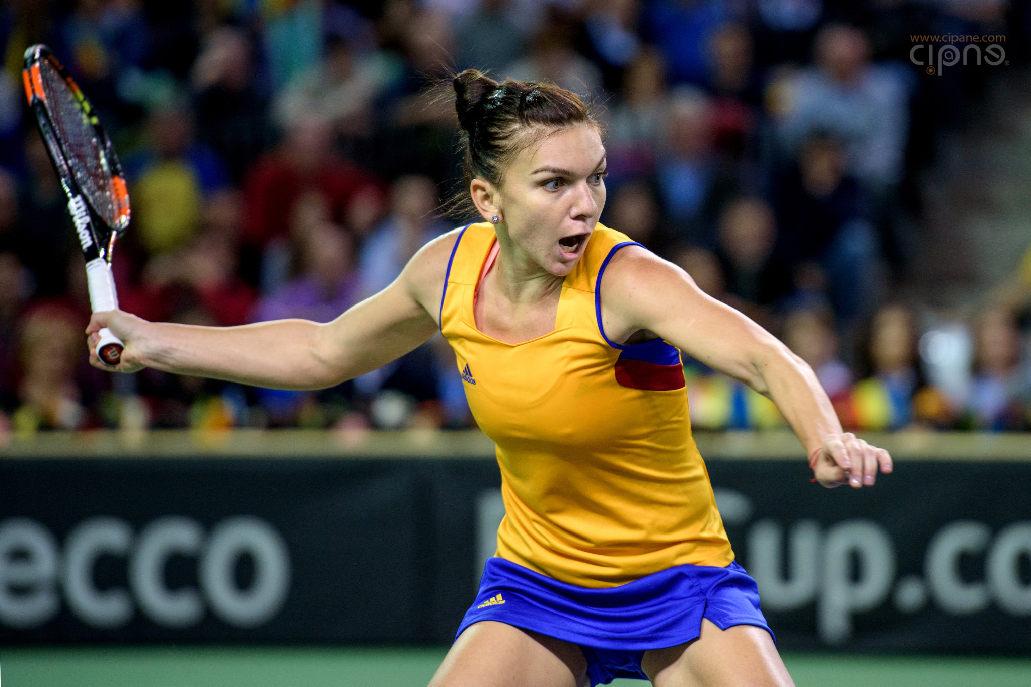 FedCup - România-Cehia - Simona Halep vs. Karolina Pliskova - 6 februarie 2016 - Sala Polivalentă, Cluj-Napoca