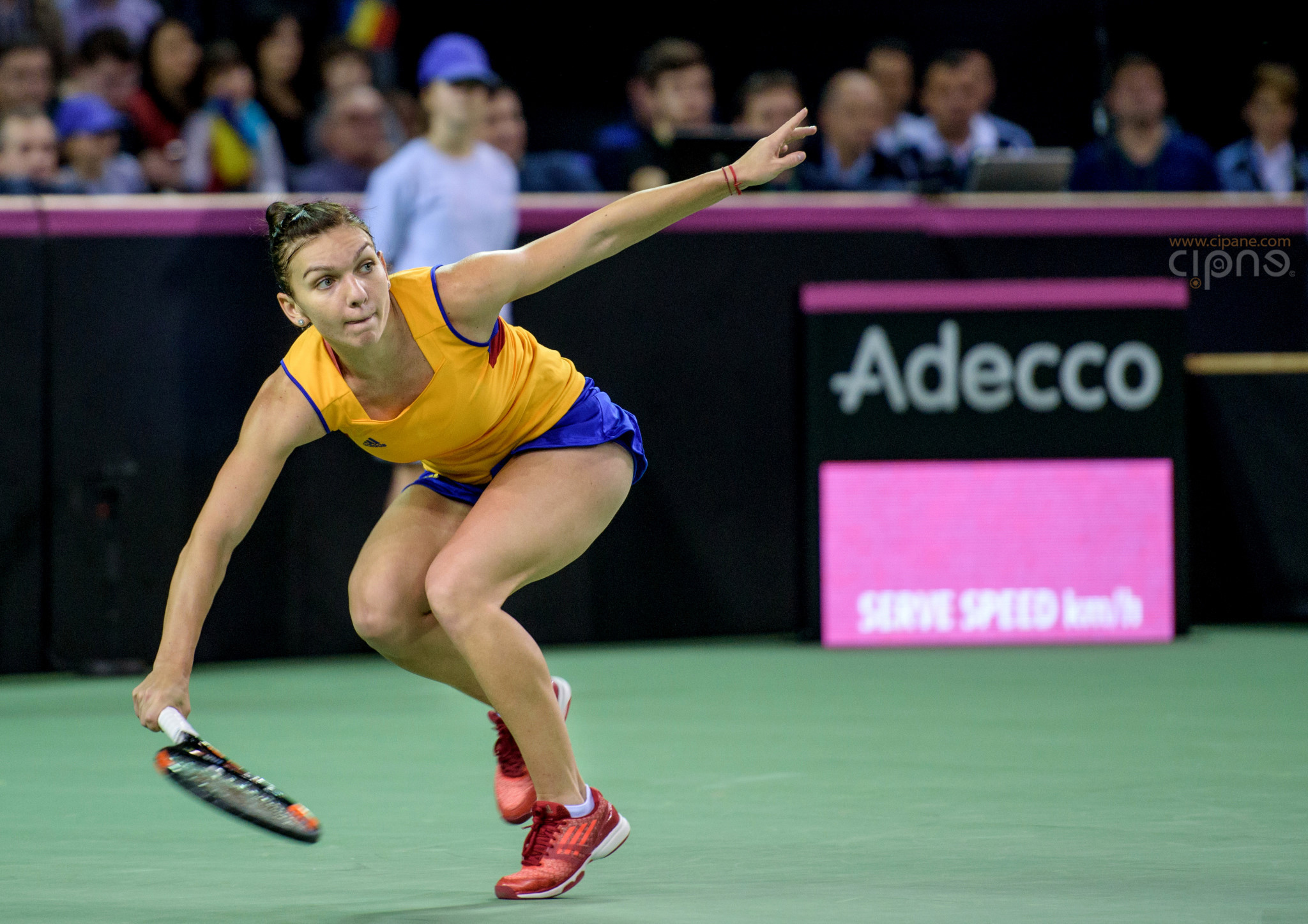 FedCup - România-Cehia - Simona Halep vs. Karolina Pliskova - 6 februarie 2016 - Sala Polivalentă, Cluj-Napoca