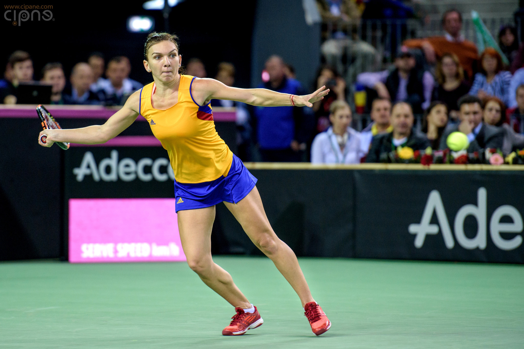 FedCup - România-Cehia - Simona Halep vs. Karolina Pliskova - 6 februarie 2016 - Sala Polivalentă, Cluj-Napoca