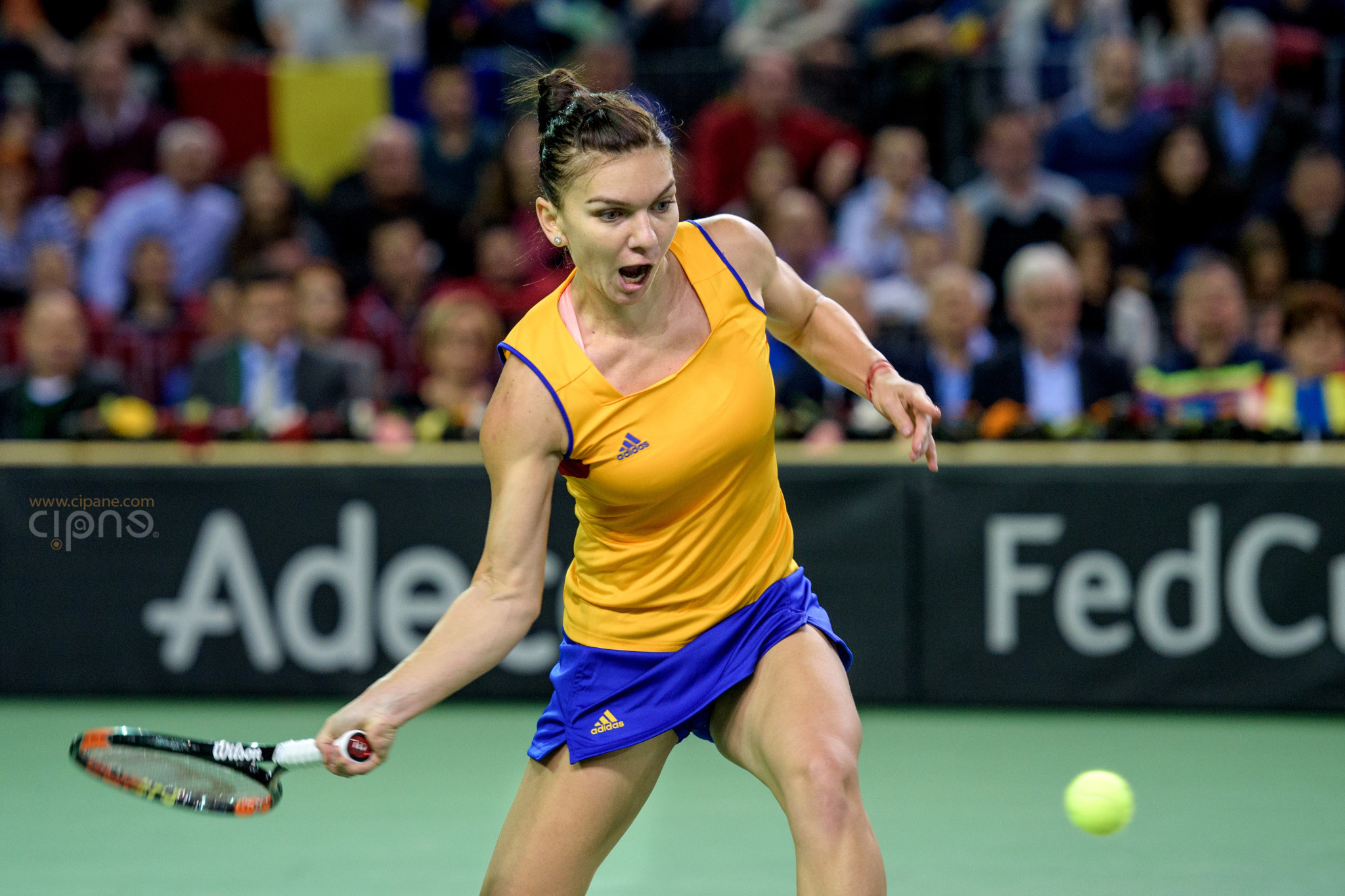 FedCup - România-Cehia - Simona Halep vs. Karolina Pliskova - 6 februarie 2016 - Sala Polivalentă, Cluj-Napoca