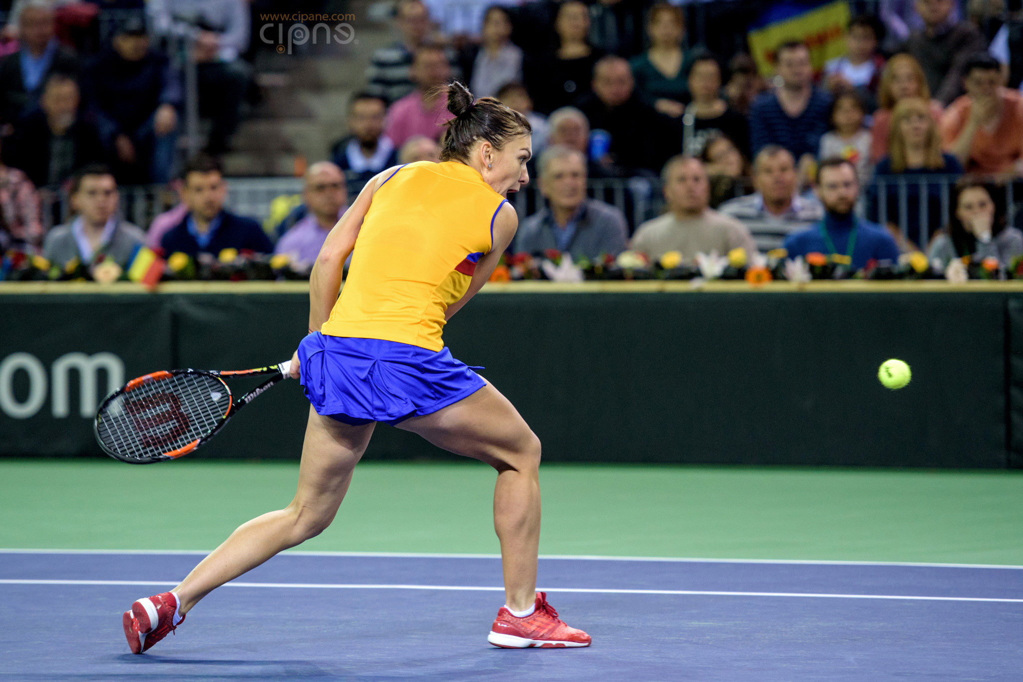FedCup - România-Cehia - Simona Halep vs. Karolina Pliskova - 6 februarie 2016 - Sala Polivalentă, Cluj-Napoca