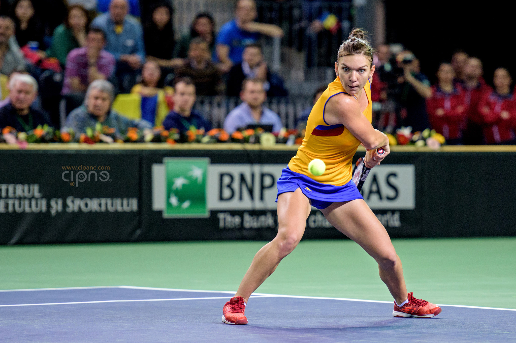 FedCup - România-Cehia - Simona Halep vs. Karolina Pliskova - 6 februarie 2016 - Sala Polivalentă, Cluj-Napoca