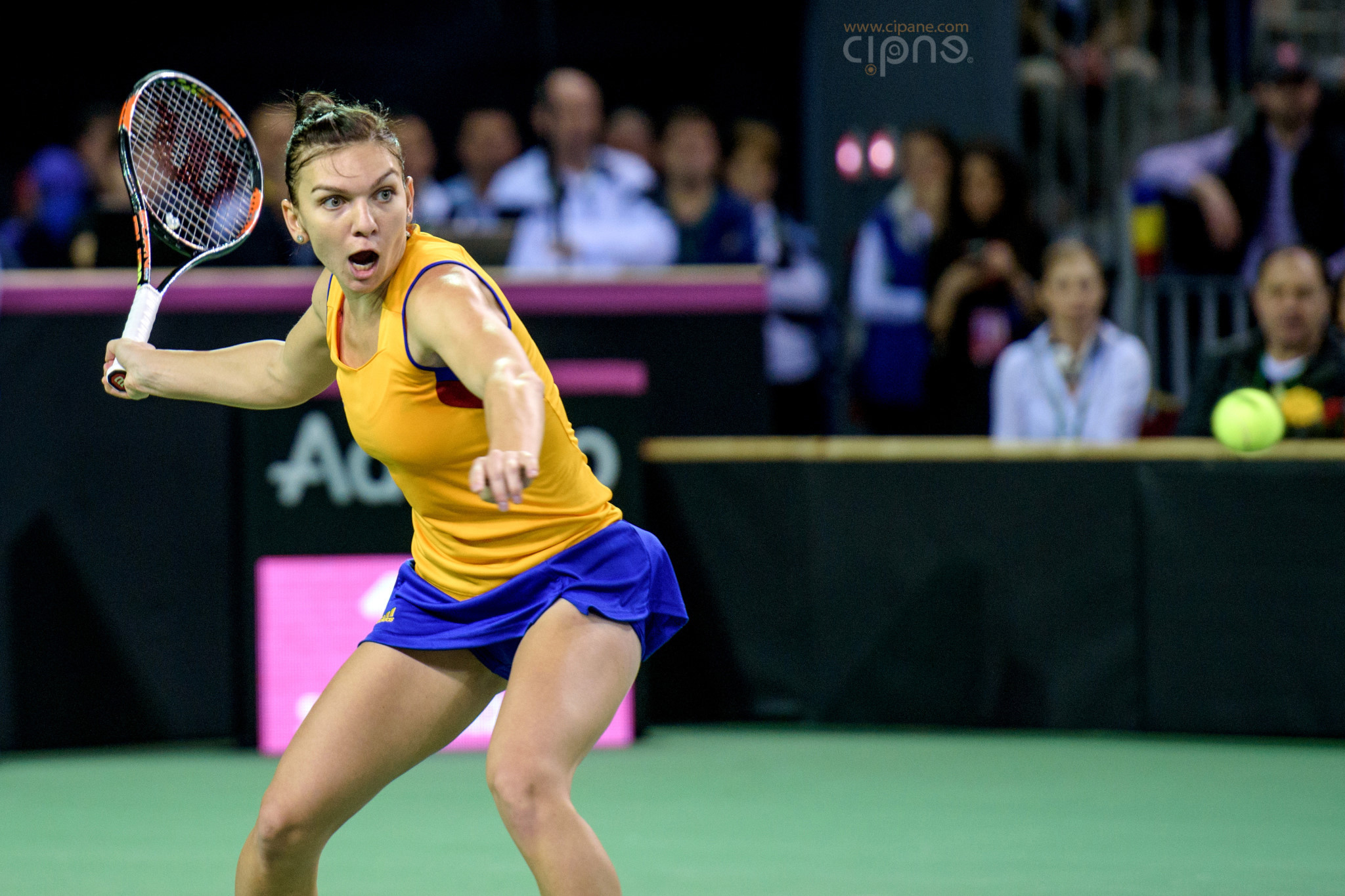 FedCup - România-Cehia - Simona Halep vs. Karolina Pliskova - 6 februarie 2016 - Sala Polivalentă, Cluj-Napoca