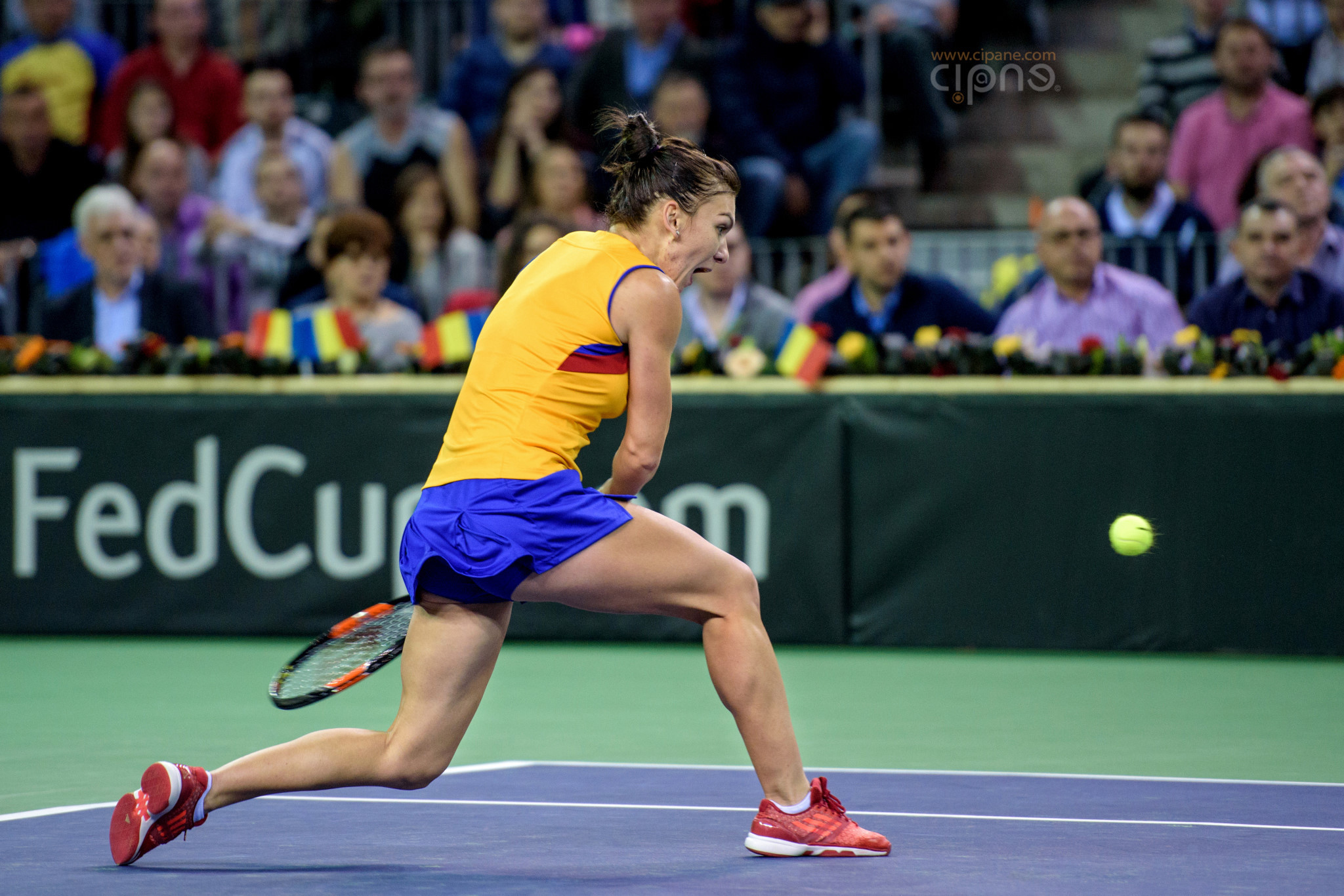 FedCup - România-Cehia - Simona Halep vs. Karolina Pliskova - 6 februarie 2016 - Sala Polivalentă, Cluj-Napoca