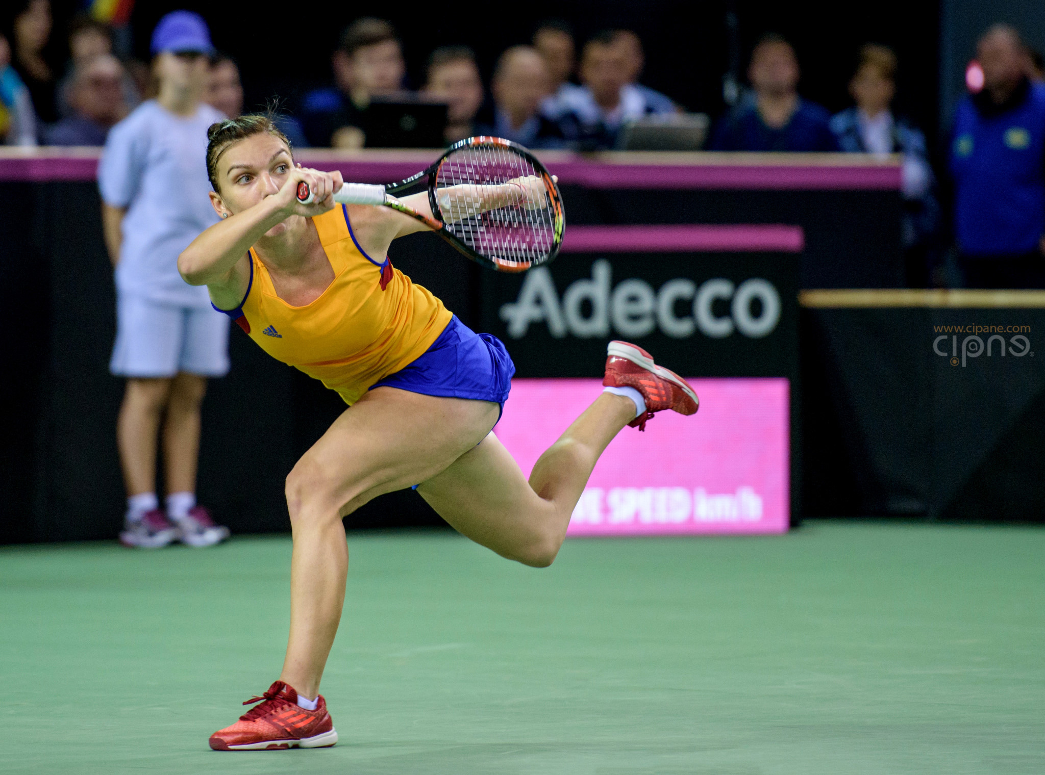 FedCup - România-Cehia - Simona Halep vs. Karolina Pliskova - 6 februarie 2016 - Sala Polivalentă, Cluj-Napoca