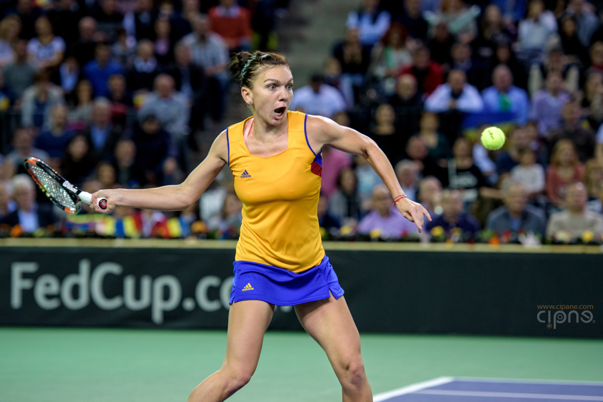 FedCup - România-Cehia - Simona Halep vs. Karolina Pliskova - 6 februarie 2016 - Sala Polivalentă, Cluj-Napoca