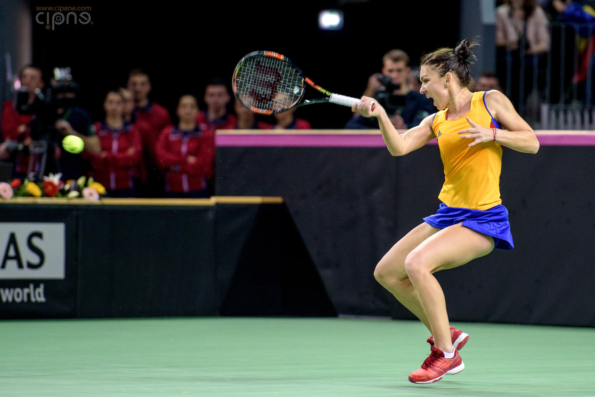 FedCup - România-Cehia - Simona Halep vs. Karolina Pliskova - 6 februarie 2016 - Sala Polivalentă, Cluj-Napoca