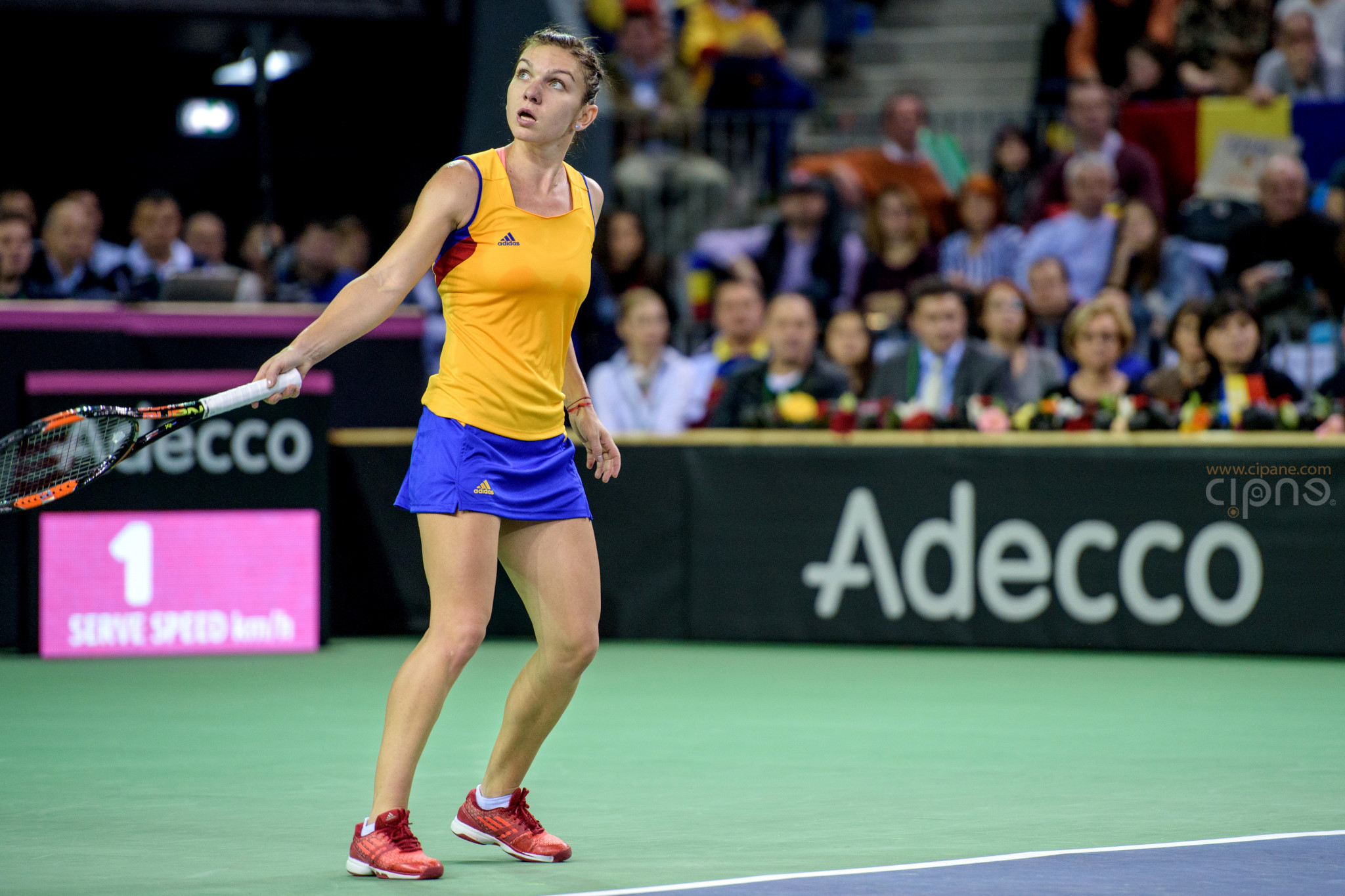 FedCup - România-Cehia - Simona Halep vs. Karolina Pliskova - 6 februarie 2016 - Sala Polivalentă, Cluj-Napoca