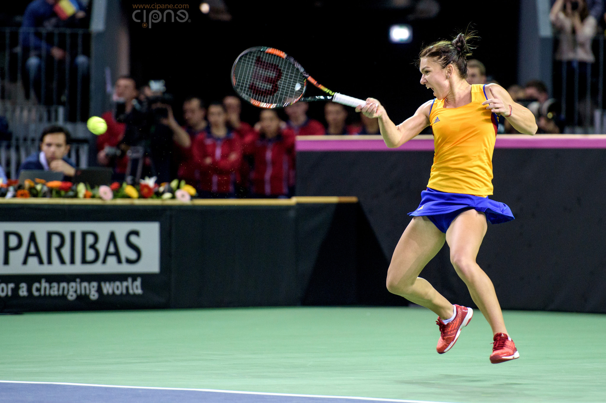 FedCup - România-Cehia - Simona Halep vs. Karolina Pliskova - 6 februarie 2016 - Sala Polivalentă, Cluj-Napoca
