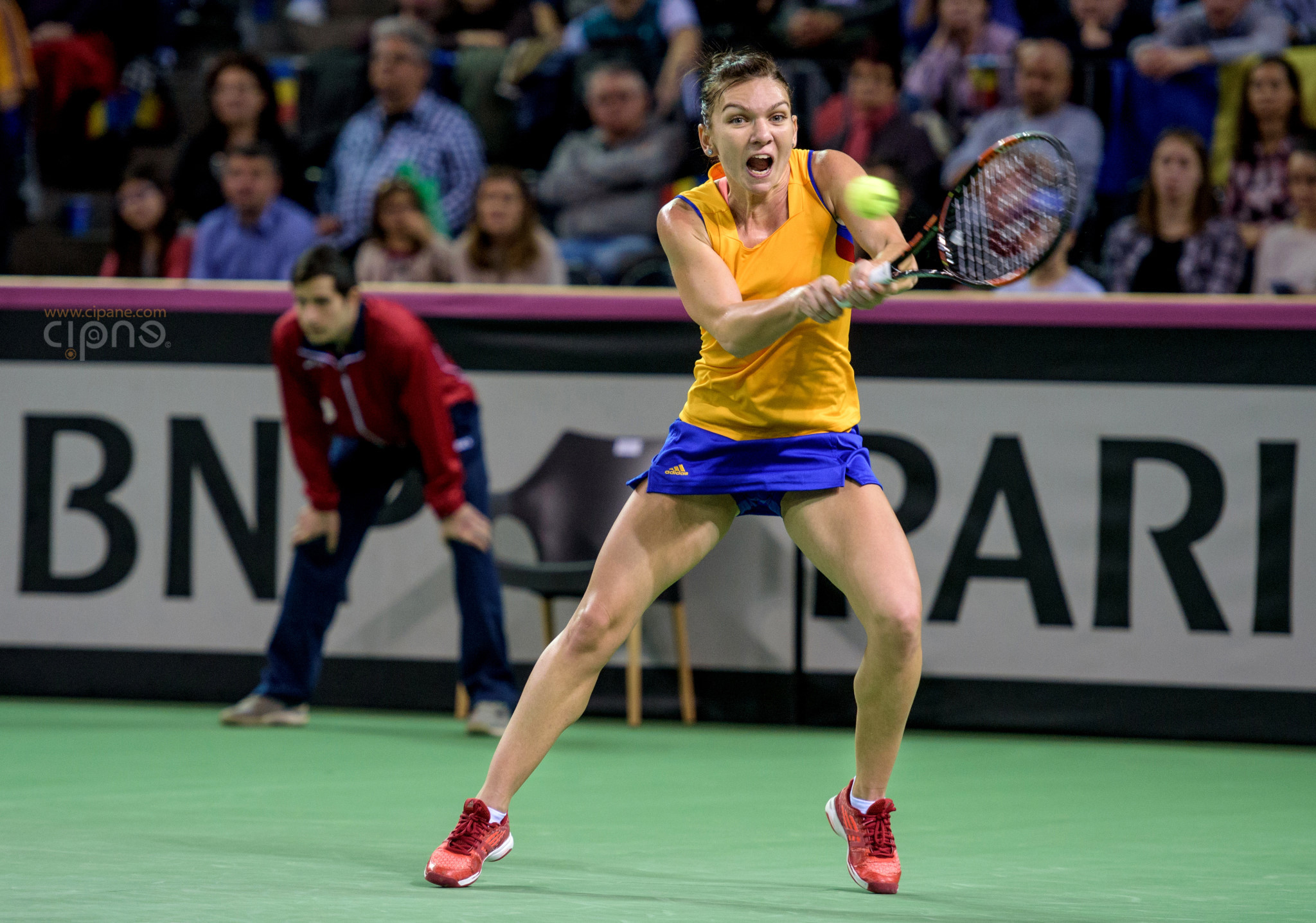 FedCup - România-Cehia - Simona Halep vs. Karolina Pliskova - 6 februarie 2016 - Sala Polivalentă, Cluj-Napoca