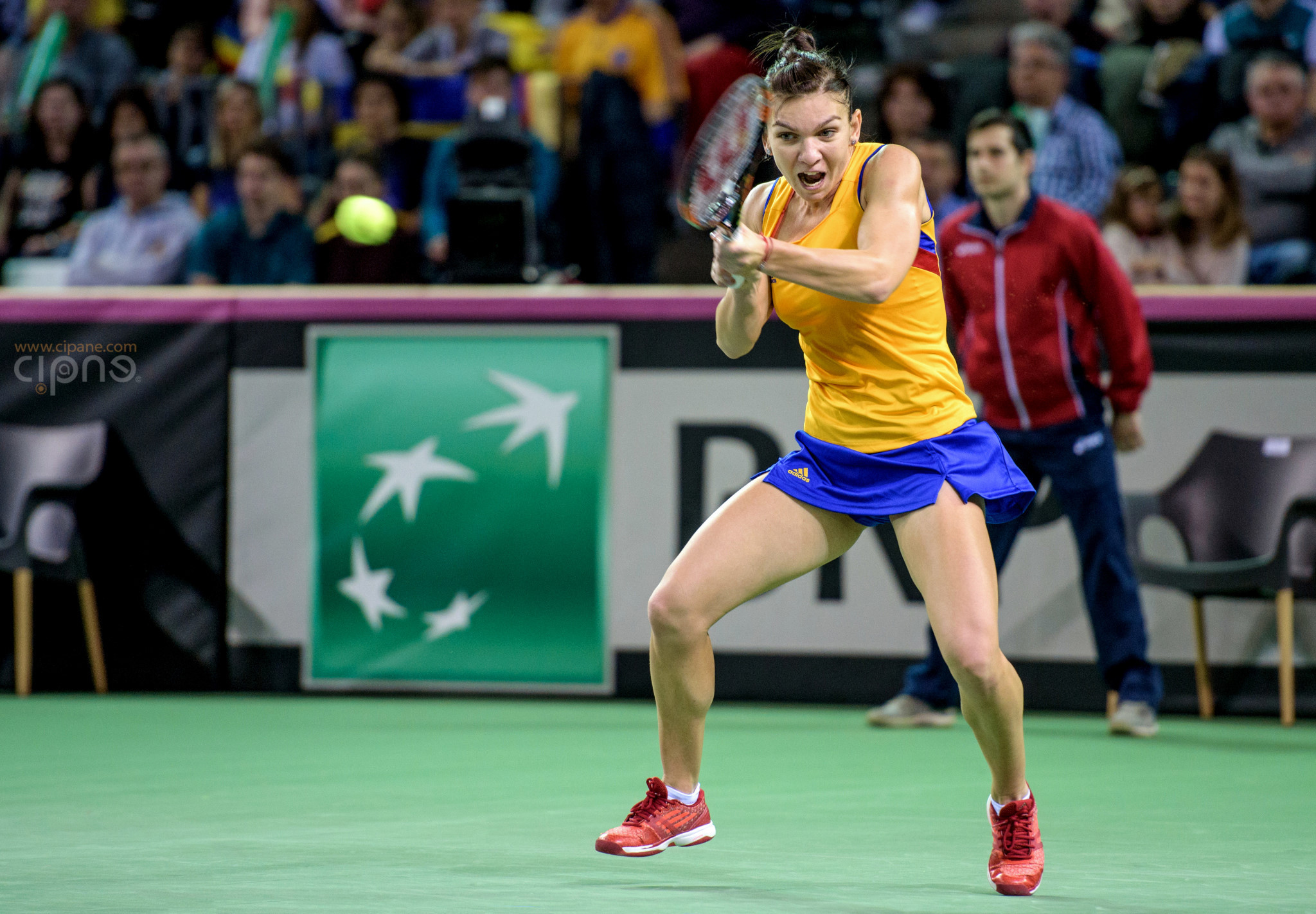 FedCup - România-Cehia - Simona Halep vs. Karolina Pliskova - 6 februarie 2016 - Sala Polivalentă, Cluj-Napoca