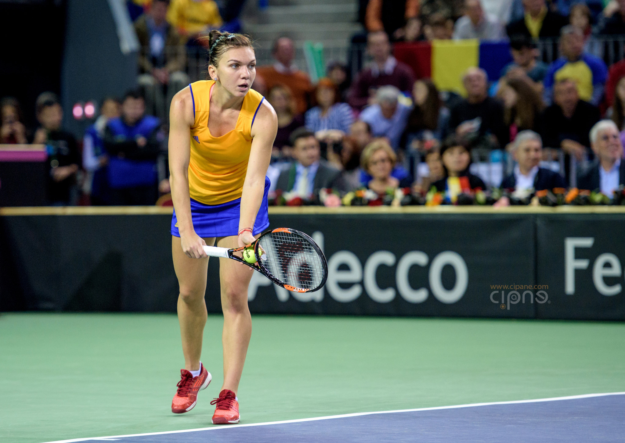 FedCup - România-Cehia - Simona Halep vs. Karolina Pliskova - 6 februarie 2016 - Sala Polivalentă, Cluj-Napoca
