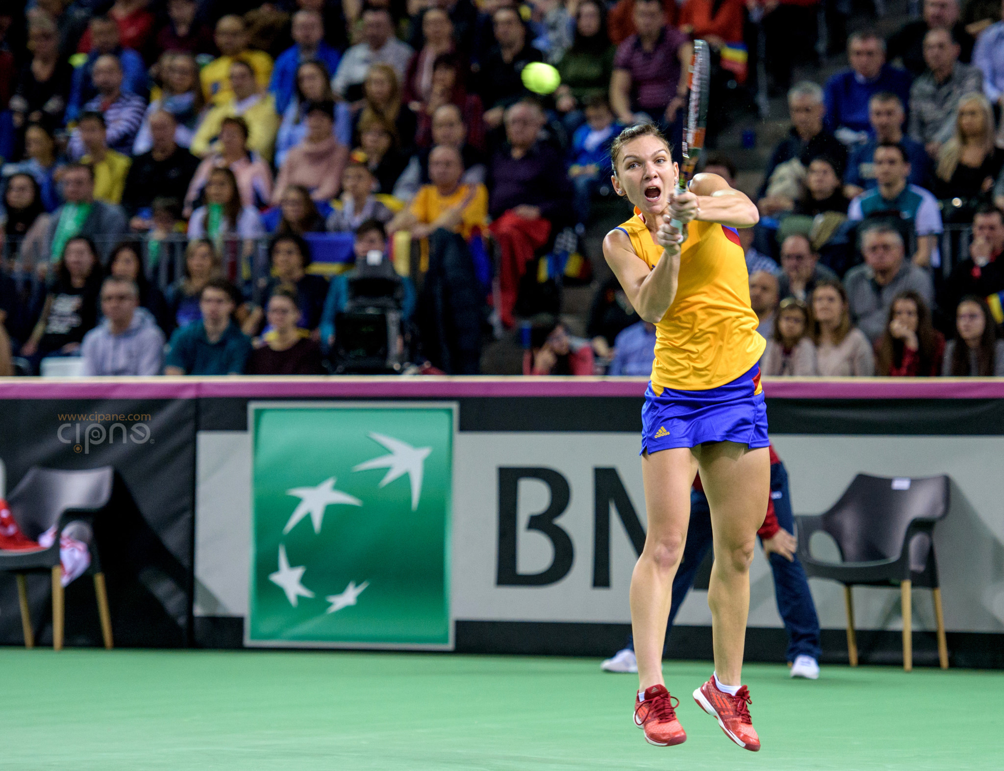 FedCup - România-Cehia - Simona Halep vs. Karolina Pliskova - 6 februarie 2016 - Sala Polivalentă, Cluj-Napoca