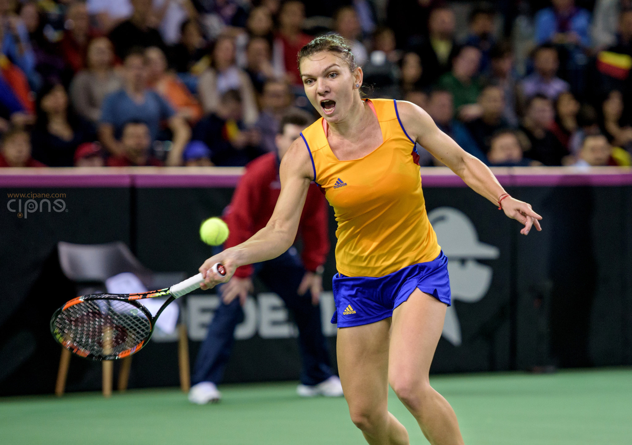 FedCup - România-Cehia - Simona Halep vs. Karolina Pliskova - 6 februarie 2016 - Sala Polivalentă, Cluj-Napoca