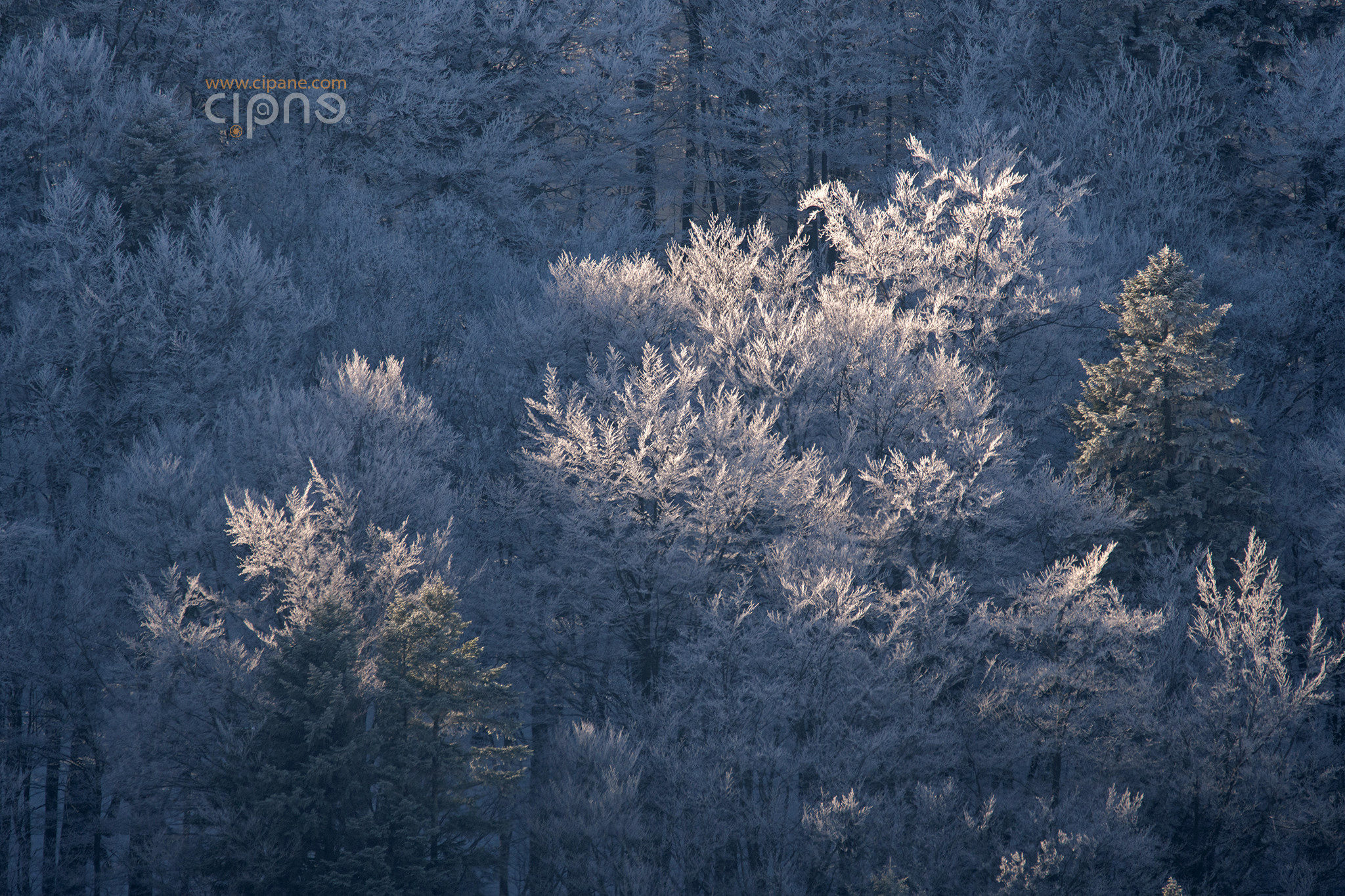 Frozen