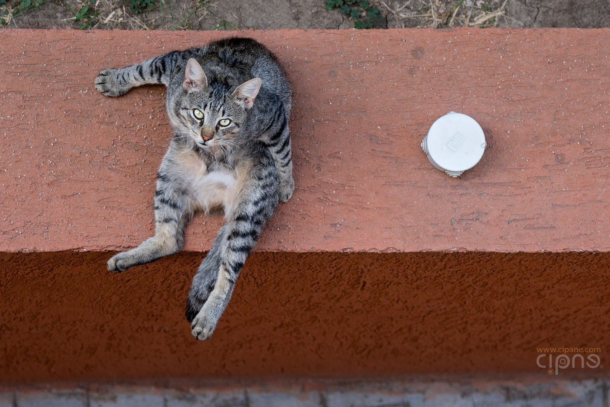 Lizard Cat