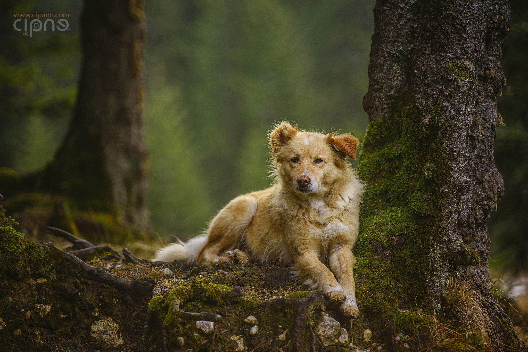 Who's a Good Girl?