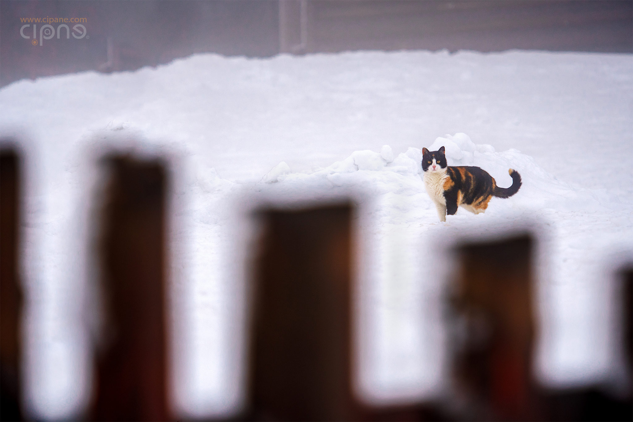 Hey! Who's there?