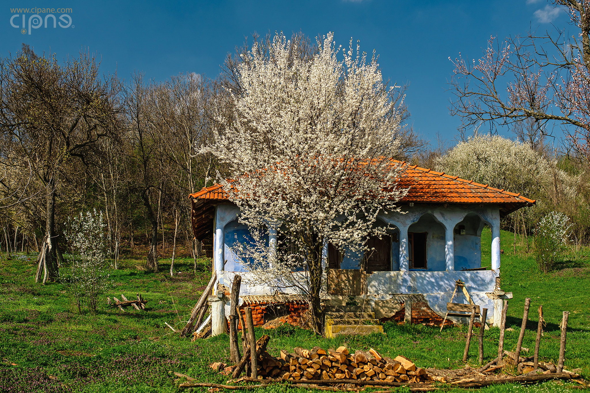 La casa Pipiței