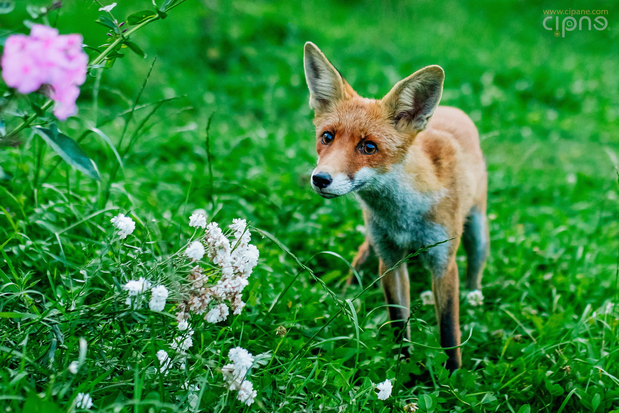 Hey, foxy lady!
