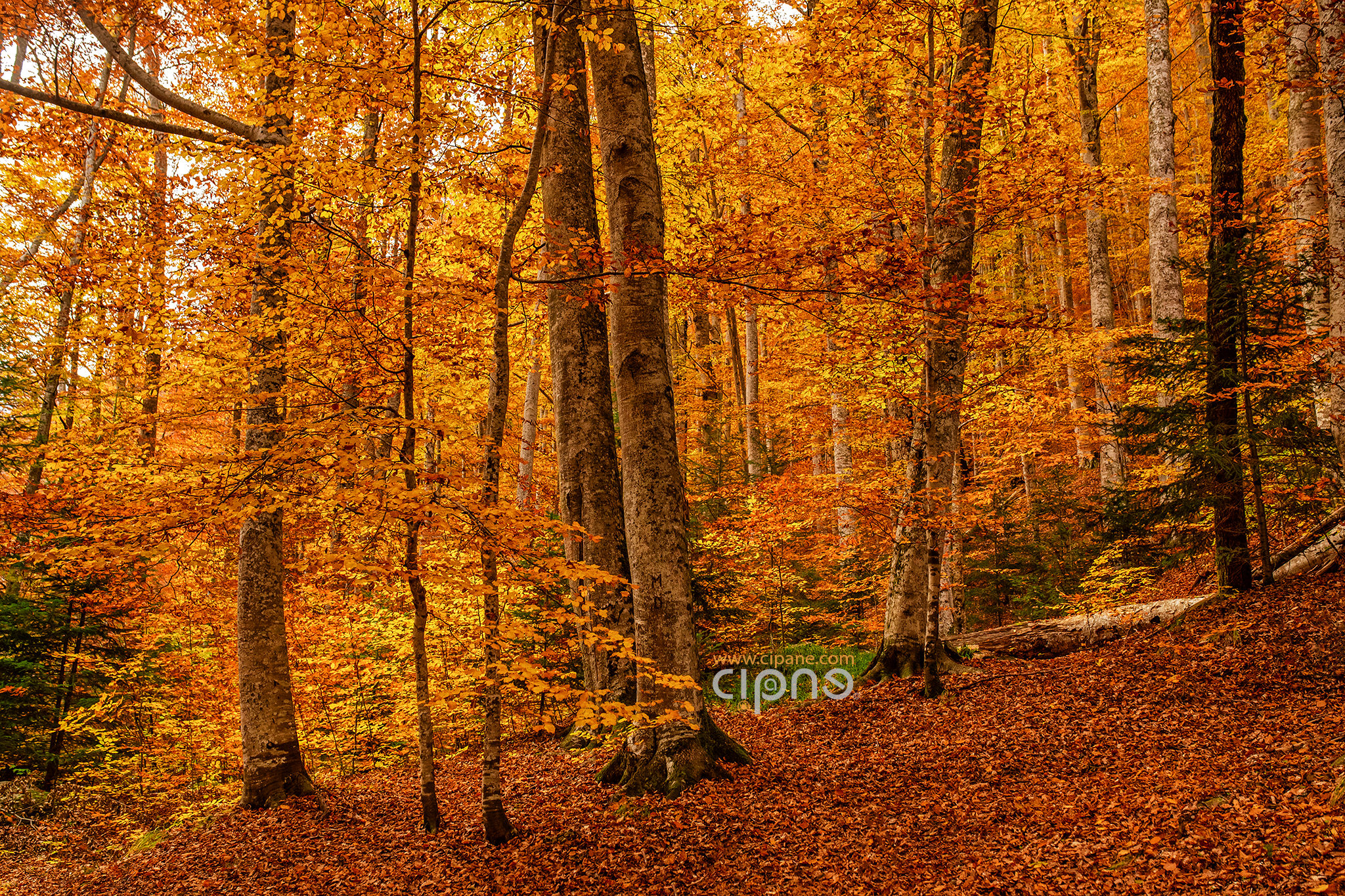 Autumn waltz