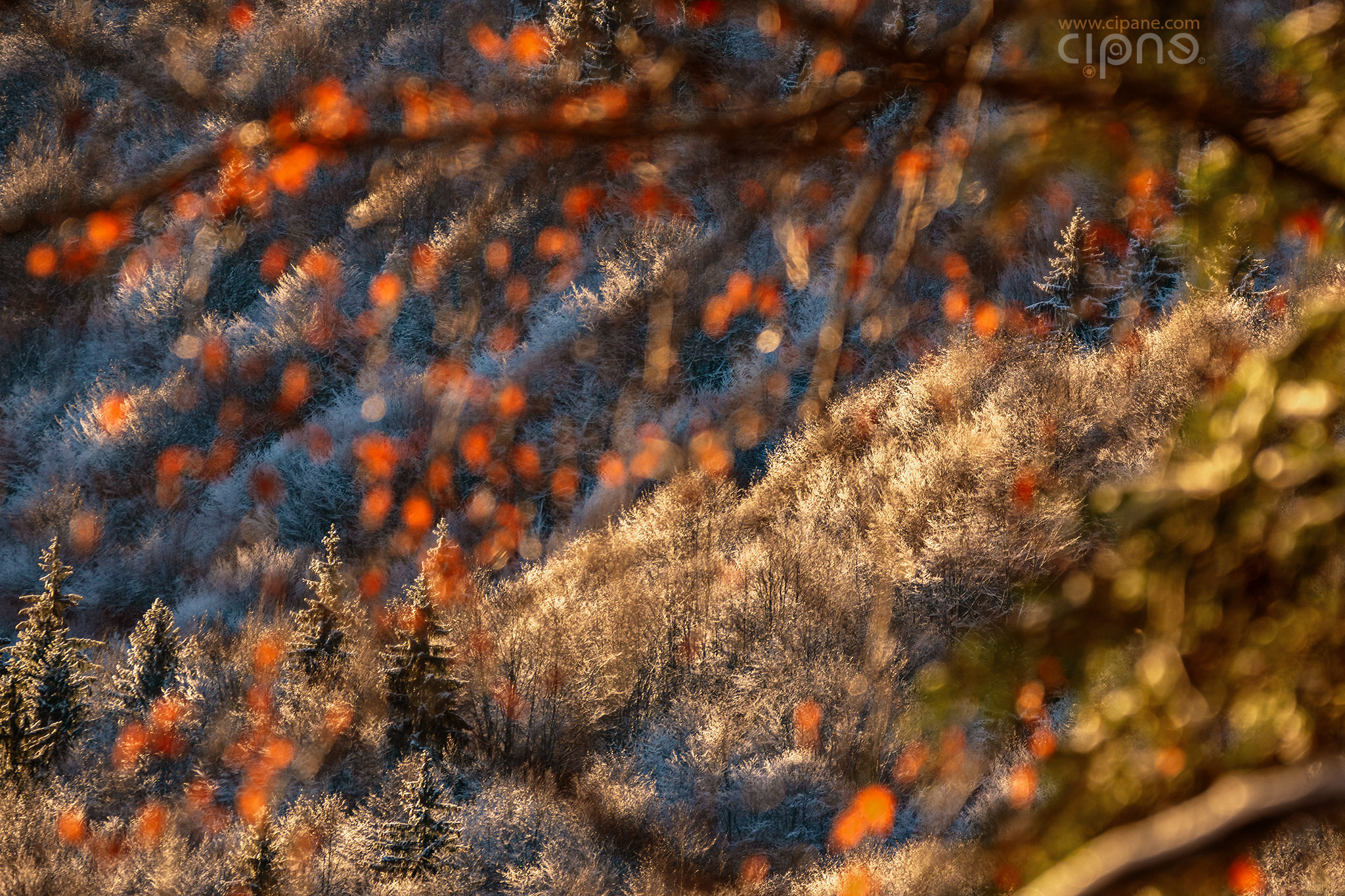 Orange & green