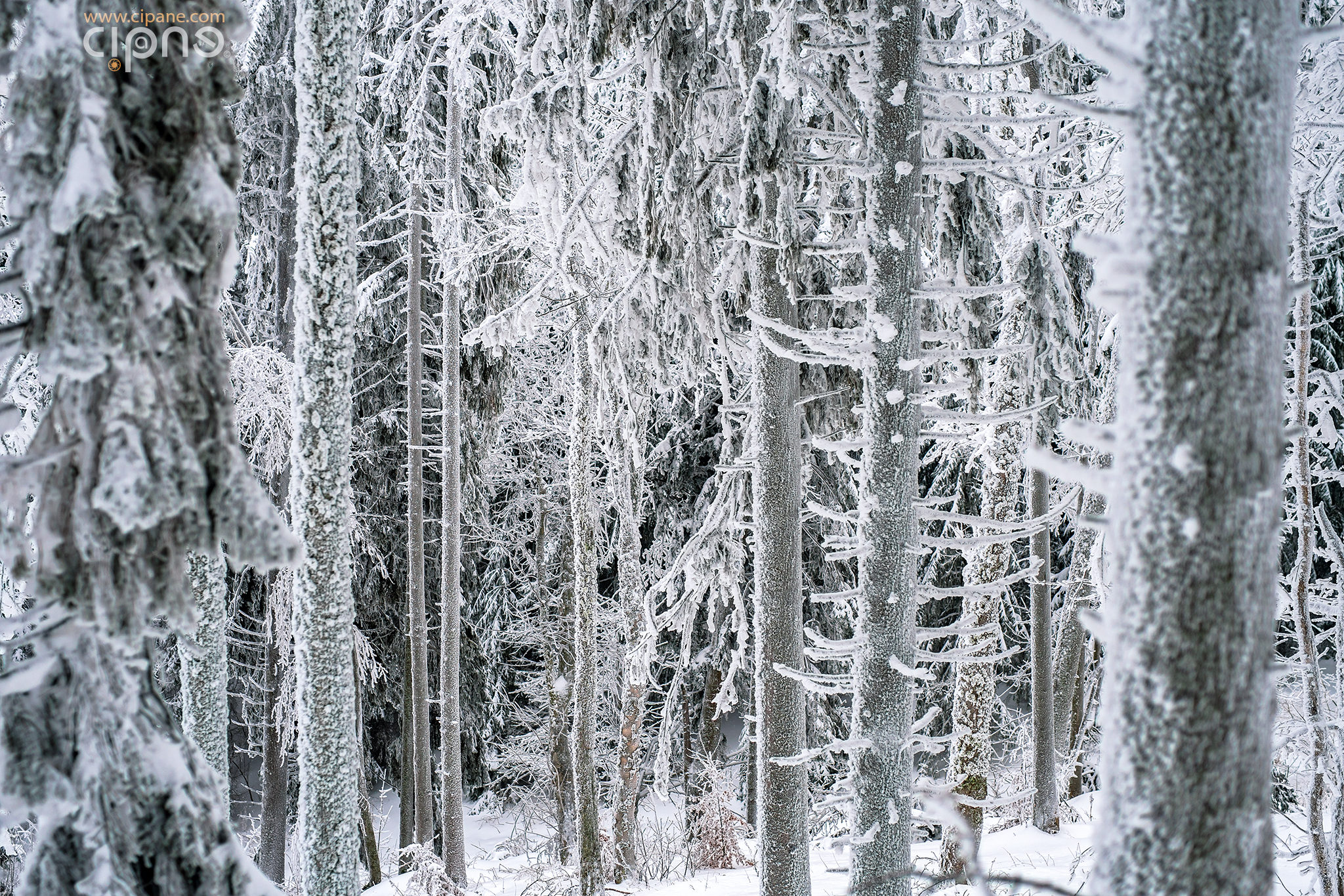 Whispering woods