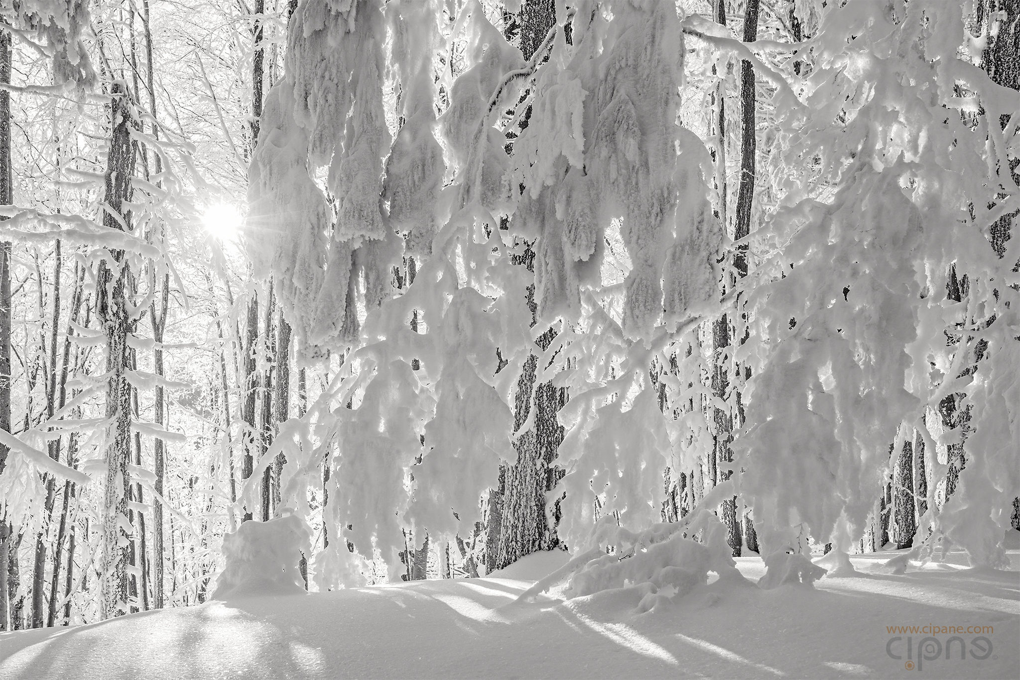 Shades of winter